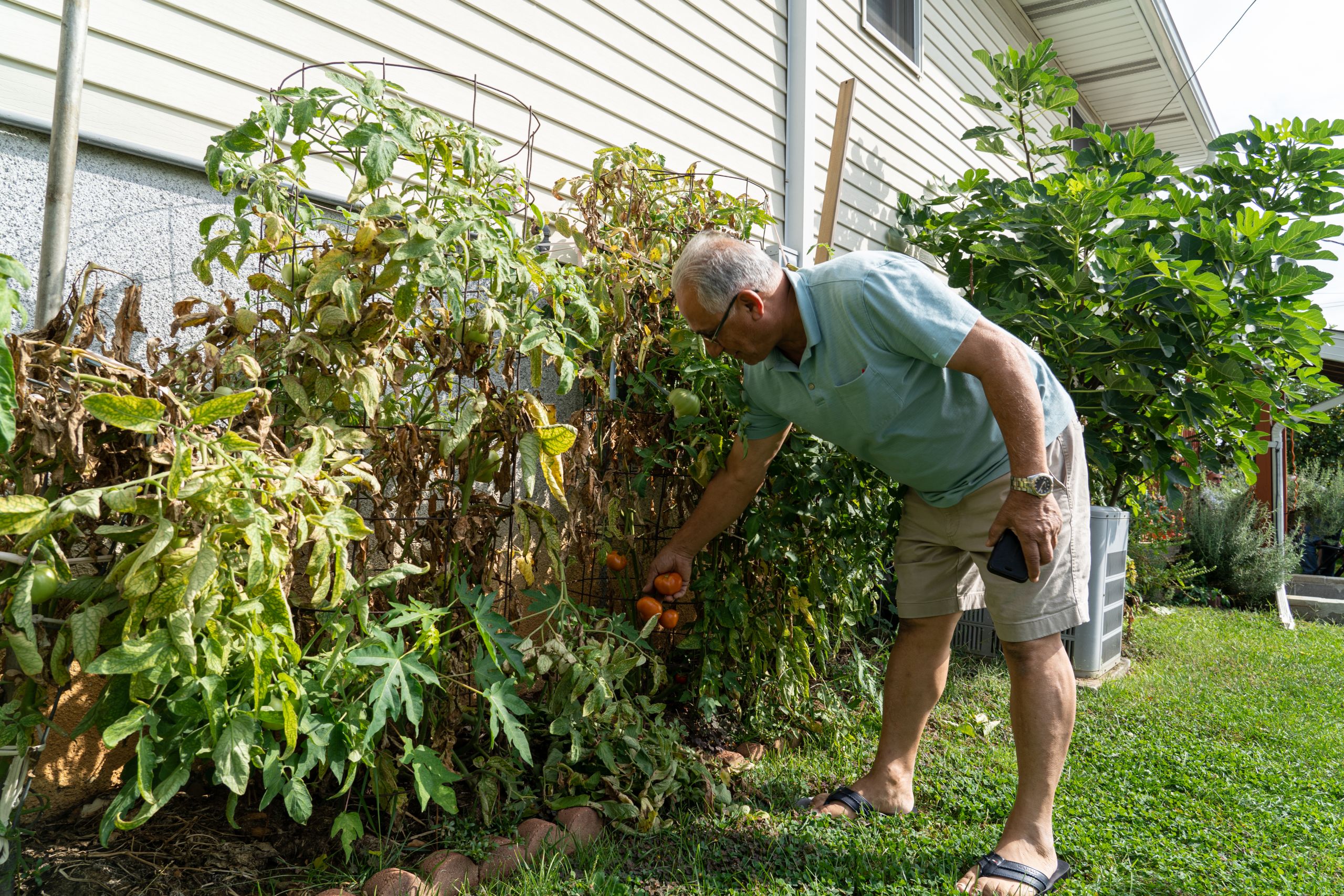 A Syrian American checks on his tomato plant in the shade of his fig tree. Sophie Tremblay / The National
