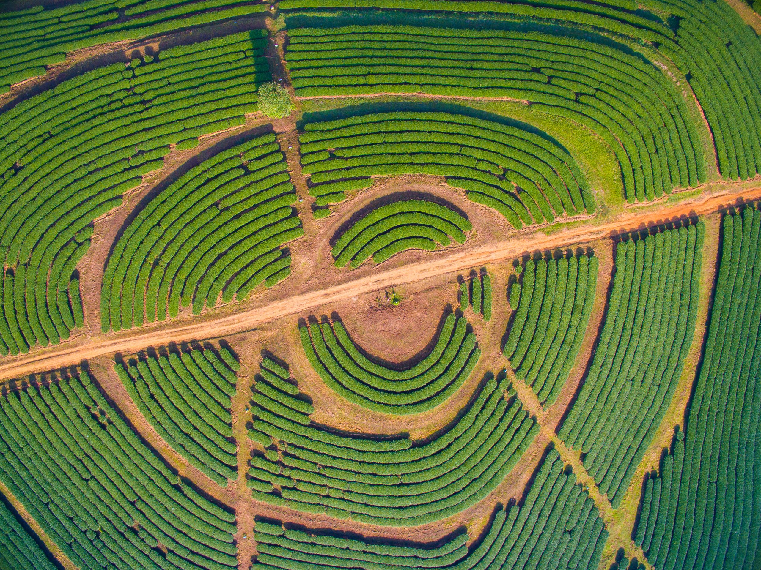 An aerial view of a tea plantation in Thailand