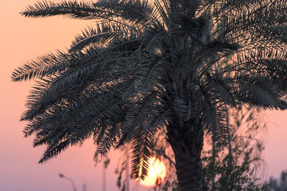 The sun sets behind a palm tree along the Corniche across from&amp;nbsp;Mina Zayed in Abu Dhabi.&amp;nbsp;Photo: Christopher Pike \/ The National&amp;nbsp;