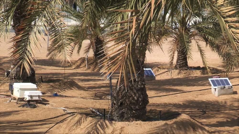 Date palm trees at the experimental field at the ICBA. Solar panels are used to generate power needed for the sensors that record the trees&#39; water requirements.&amp;nbsp;Photo: courtesy ICBA