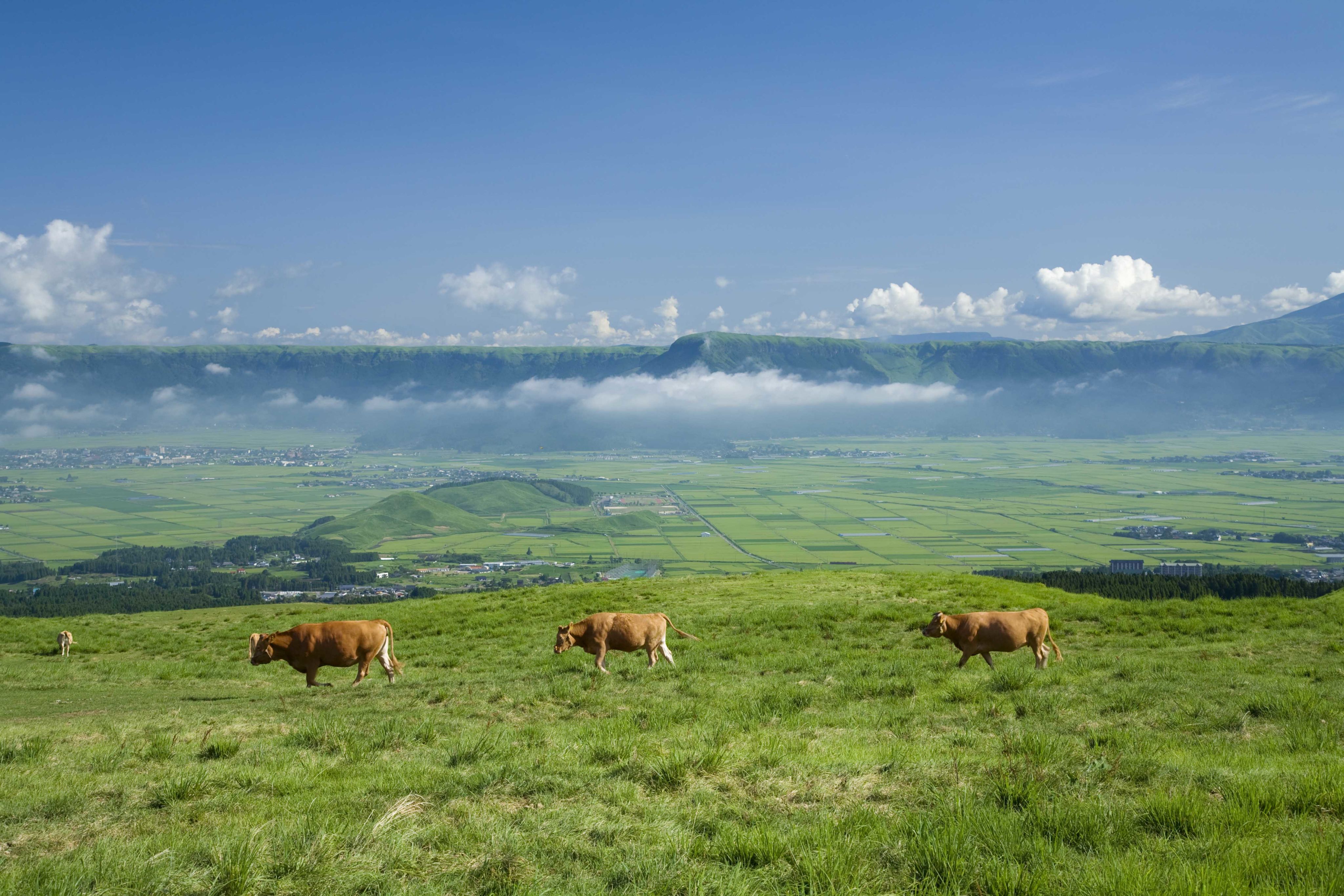 Cattle graze on the grasslands around Mount Aso in Kumamoto, on Japan's ...
